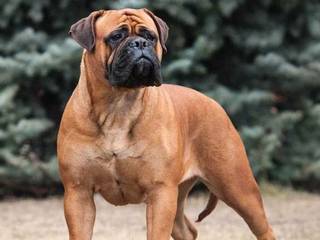 Bullmastiff