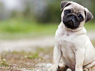 Pug - The peace-loving, lively, agile, quick-witted