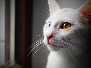 White cat breeds with different eyes