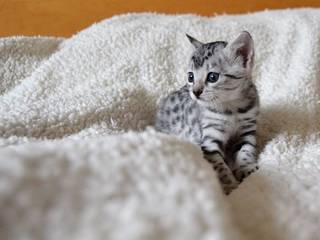 Cat breed Egyptian Mau