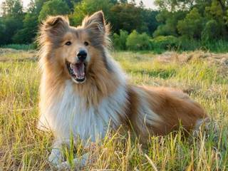 Scottish Collie or Scotch Collie