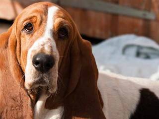 Description Basset Hound