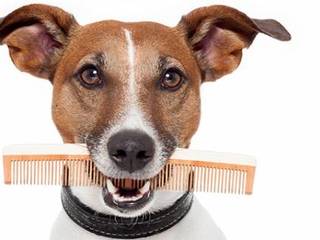 Grooming: is it really necessary to a dog?