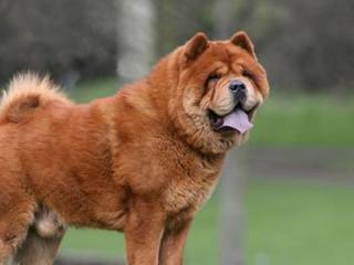 Top 10 most expensive dogs in the world