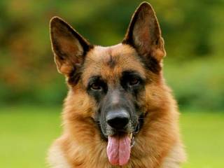 Everything You Need to Know About the German Shepherd Breed