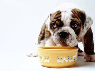 How to feed the dog?