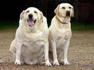 Overweight dogs: good or bad