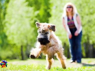 Dog Training Tips