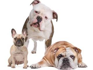 American, English and French bulldogs. Breeds' pecularities