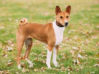 Basenji a dog that doesn’t bark