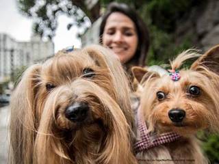 Make friends with pets safely