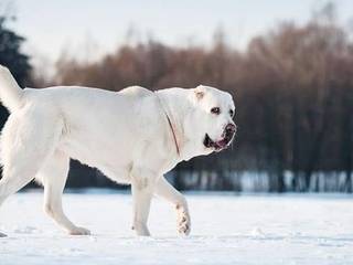 Discovering the Alabai: A Guide to the Central Asian Shepherd Dog