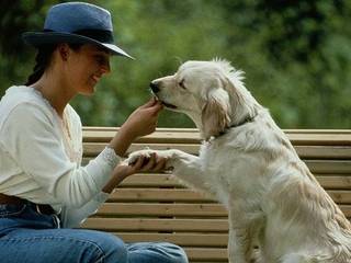 Methods of teaching a puppy