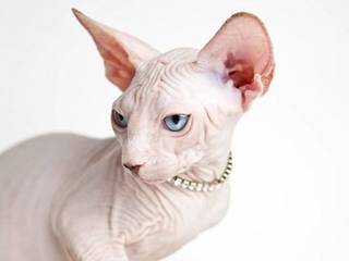 Sphynxes – almost hairless cats