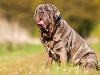 History breeding Neapolitan Mastiff