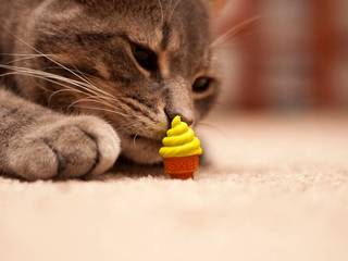 Can cats eat sweets?