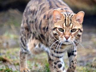 Ocicat - kindness in the wild appearance
