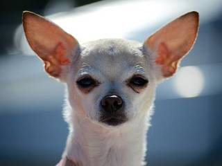 Chihuahua. Pecularities of the breed