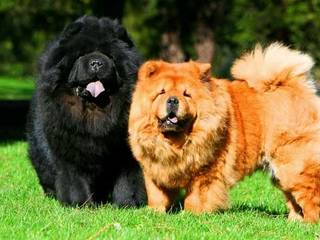 Teddy Bear - Dog Chow Chow