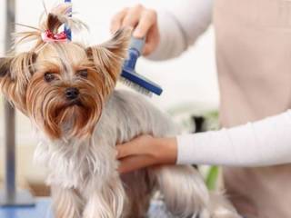 Pros of professional dog trimming