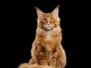 Maine Coon care