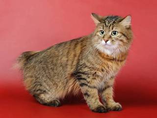 Kurilian Bobtail