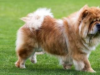 Dog breed Chow Chow