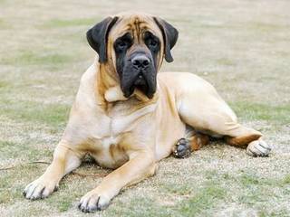 Talk about mastiffs