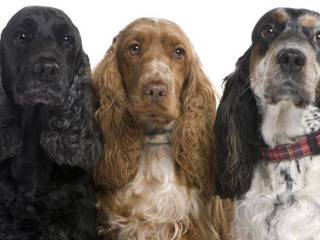 Dog breed of Spaniel