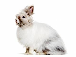 Angora rabbits