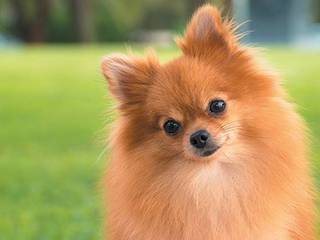 Pomeranian spitz