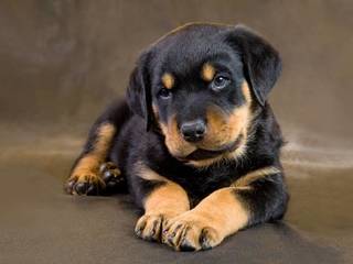 Dog breed Rottweiler