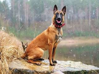 Malinois - Belgian Shepherd Dog