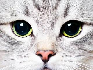 Most Common Cat Diseases. How to avoid?