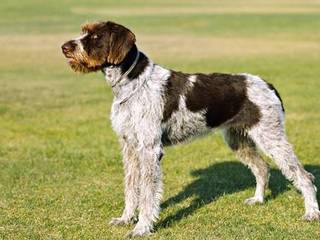 The Ultimate Guide to the German Wirehaired Pointer Breed