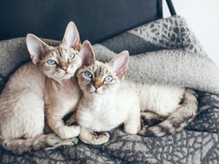 Most popular breed of cats in Europe
