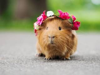 Guinea pigs