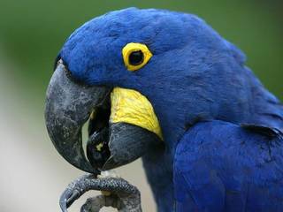 Proper diet for Gold Parrot Macaw