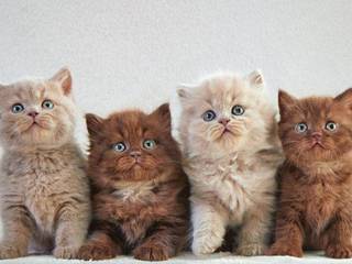 The Ultimate Guide to Choosing a British Kitten