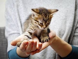 Kitten’s care and preventive measures