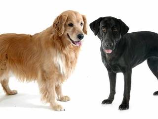 Top 5 most popular dog breeds