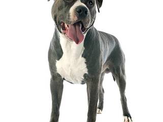 American Staffordshire Terrier: true-born hunter