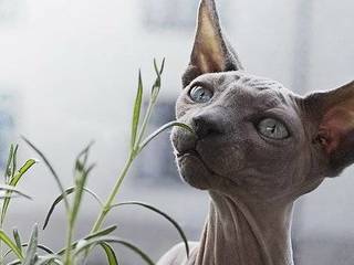 Canadian sphynx - lunar cat