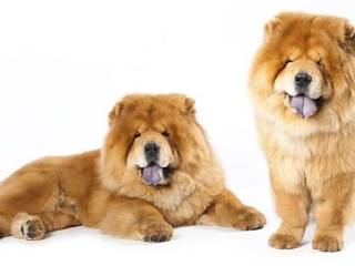 A Chow dog. Features of character