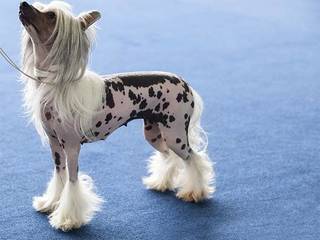 Dog breeds with unusual appearance