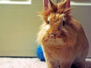 Accustoming pygmy rabbit to the toilet