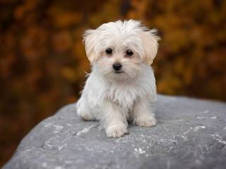 Maltese: dog - toy