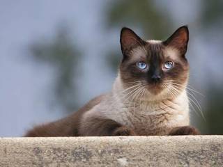 Siamese cats: a brief description of the breed