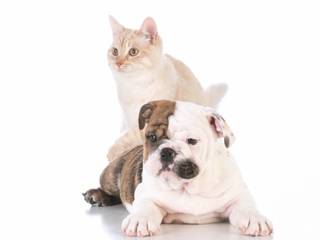 Pet Insurance for your Dog or Cat