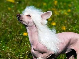 Secrets of the Chinese Crested Dog